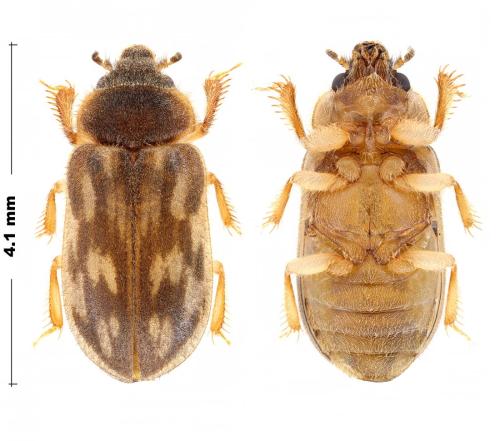 Réf. 308 175 : Heterocerus fenestratus